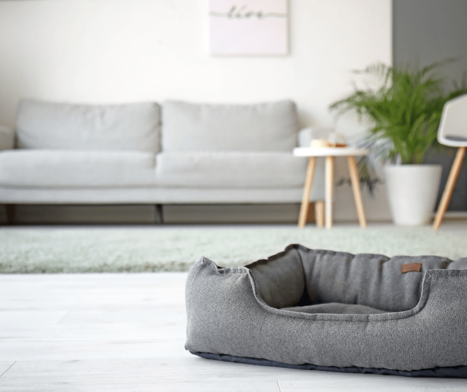 pet bed in a beautiful living room - pet friendly